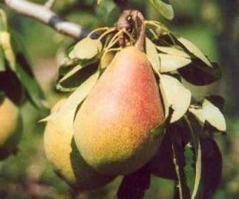 Birnbaum (Pyrus communis 'Clapp's Favourite')