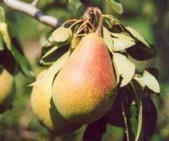 Lei-Birne (Pyrus communis 'Clapp's Favourite')