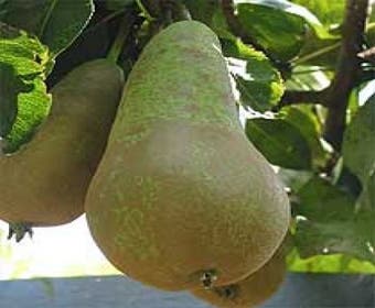 Birnenbaum (Pyrus communis 'Conference')