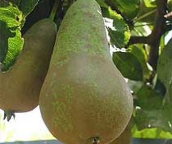 Birnenbaum (Pyrus communis 'Conference')