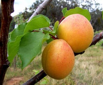 Aprikosenbaum (Prunus armeniaca 'Tros Oranje')