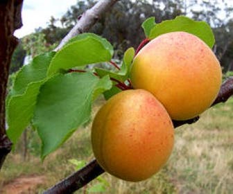 Aprikosenbaum (Prunus armeniaca)