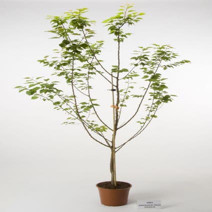 Prunus armeniaca 'Hongaarse' (abrikozenboom)