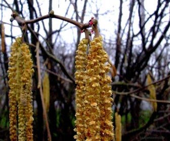 Haselstrauch/Haselnuss (Corylus avellana 'Webb's Prize Cob')