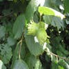 Haselstrauch/Haselnuss (Corylus avellana 'Halle'sche Riesen')