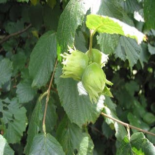 Haselstrauch/Haselnuss (Corylus avellana 'Halle'sche Riesen')
