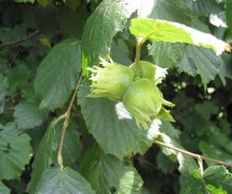 Haselstrauch/Haselnuss (Corylus avellana 'Halle'sche Riesen')