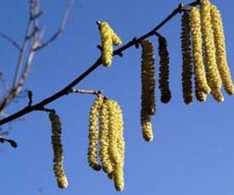 Haselstrauch/Haselnuss (Corylus avellana 'Cosford')