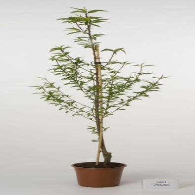 Pfirsichbaum (Prunus persica)