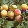 Leipflaume (Prunus domestica 'Mirabelle de Nancy')