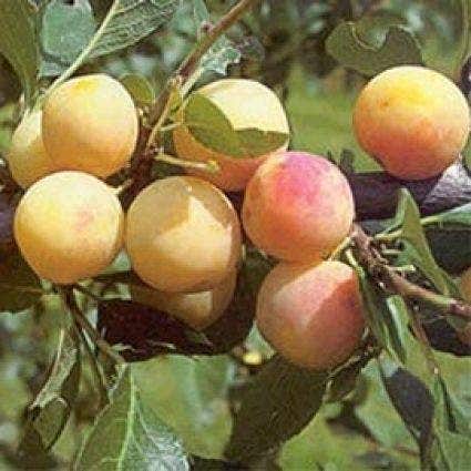 Leipflaume (Prunus domestica 'Mirabelle de Nancy')