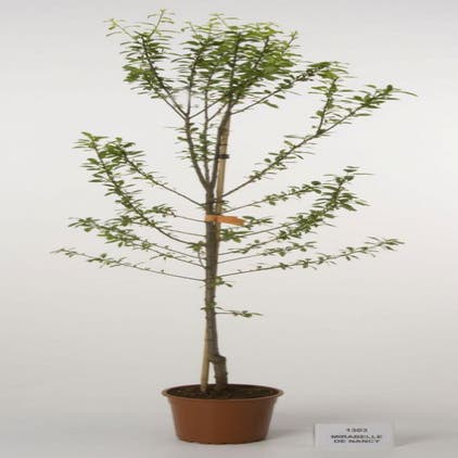 Pflaumenbaum (Prunus domestica 'Mirabelle de Nancy')