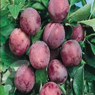 Leipflaume (Prunus domestica 'Opal')