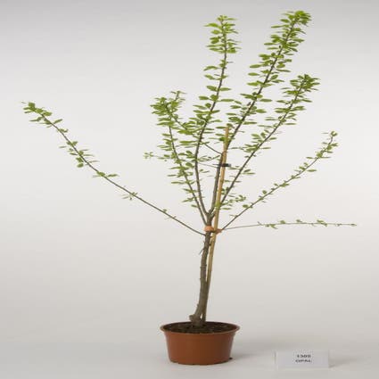 Pflaumenbaum (Prunus domestica 'Opal')