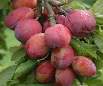 Leipflaume (Prunus domestica 'Victoria')