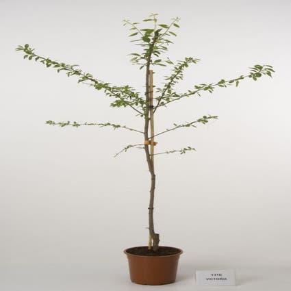 Pflaumenbaum (Prunus domestica 'Victoria')