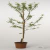 Pflaumenbaum (Prunus domestica 'Avalon')