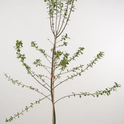 Pflaumenbaum (Prunus domestica 'Ontario')