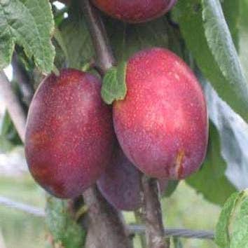 Leipflaume (Prunus domestica 'Jubileum')