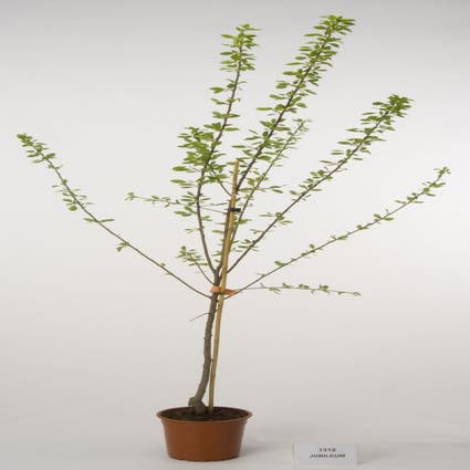 Pflaumenbaum (Prunus domestica 'Jubileum')