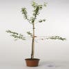 Pflaumenbaum (Prunus domestica 'Monsieur Hatif')