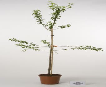 Pflaumenbaum (Prunus domestica 'Monsieur Hatif')