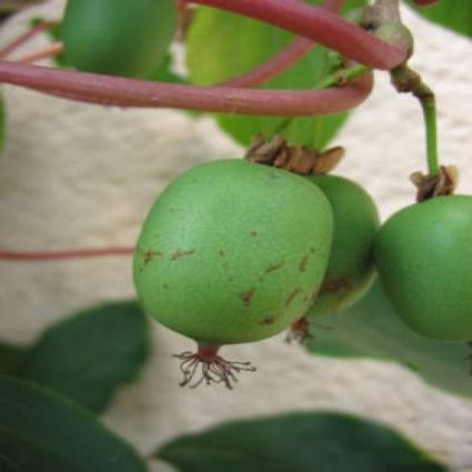 Kiwiplant (Actinidia arguta 'Issai')