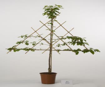 Leikirsche (Prunus avium 'Viola')