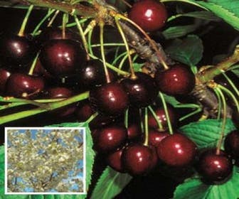 Leikirsche (Prunus avium 'Stella')