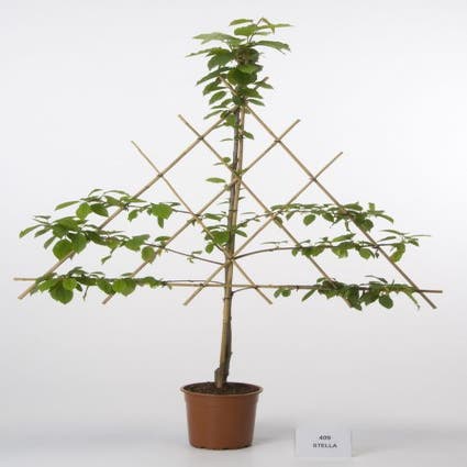 Leikirsche (Prunus avium 'Stella')