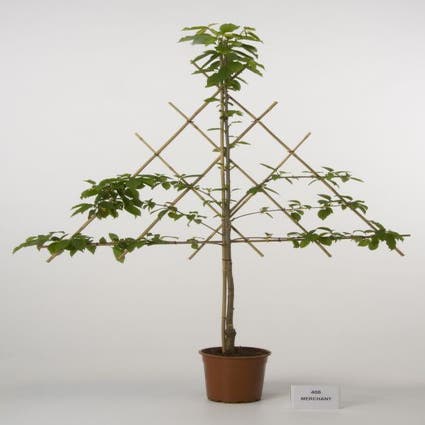 Leikirsche (Prunus avium 'Merchant')