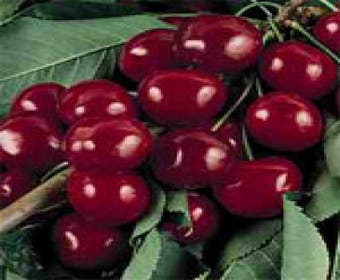 Leikirsche (Prunus avium 'Burlat')