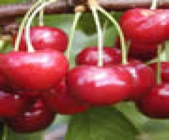 Leikirsche (Prunus avium 'Regina')