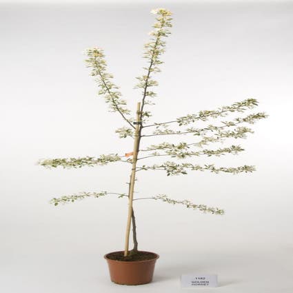 Sierappel op stam (Malus 'Golden Hornet')