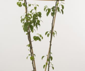 Duo-Peer (Conference/Doyenne)