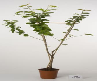 Duo-Kirschen (Hedelfinger/Meikers)