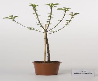 Zwerg-Apfel (Malus domestica (dwergappel))