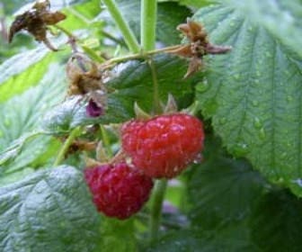 Himbeere (Rubus idaeus 'Glen Ample')