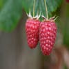 Himbeere (Rubus idaeus 'Tulameen')
