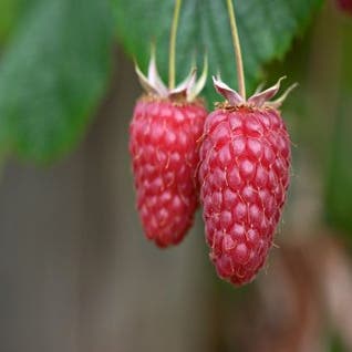 Himbeere (Rubus idaeus 'Tulameen')