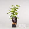 Himbeere (Rubus occidentalis Black Jewel)
