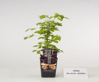 Himbeere (Rubus occidentalis Black Jewel)