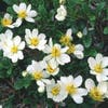 Silberkraut (Dryas suendermannii)