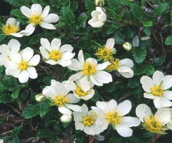 Silberkraut (Dryas suendermannii)