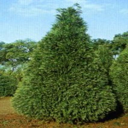 Zypressen (Chamaecyparis lawsoniana 'Golden Triumph')