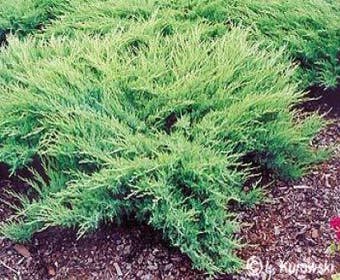 Wacholder (Juniperus media 'Pfitzeriana Glauca')