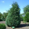 Wacholder (Juniperus virginiana 'Glauca')