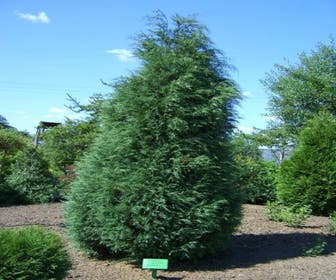Wacholder (Juniperus virginiana 'Glauca')