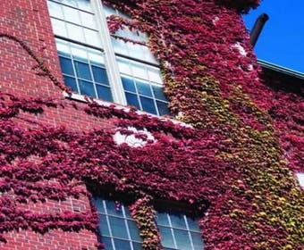 Wilder Wein (Parthenocissus tricuspidata 'Veitch Boskoop')