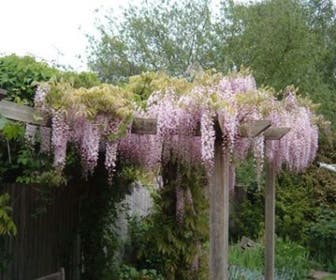 Blauregen, rosa (Wisteria floribunda 'Rosea')